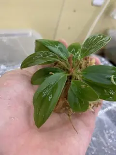 T.L様専用 Homalomena sp. 花緑青 銀葉細葉個体+エラトステマ - メルカリ