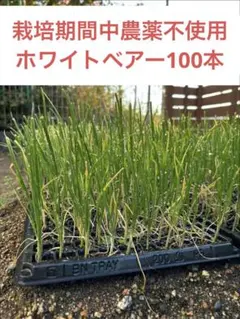 2025年最新】ホワイトベアー 玉ねぎの人気アイテム - メルカリ