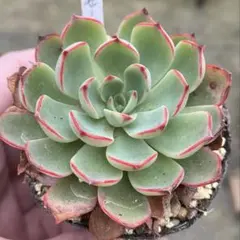 50#観葉植物ア工オニウム錦❤️レッド富士❤️青花磁 ❤️1大頭6子芽