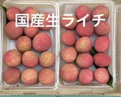 ライチ取り木苗 シャカバット種 - メルカリ