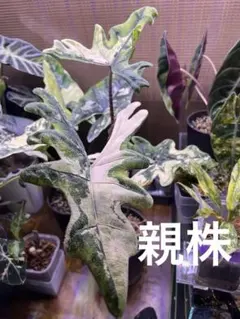 2026年最新】alocasia jacklynの人気アイテム - メルカリ