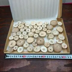 流木セットno.186