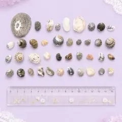 貝殻 シェル 40点 まとめ売り ハンドメイド 夏 DIY インテリア 素材