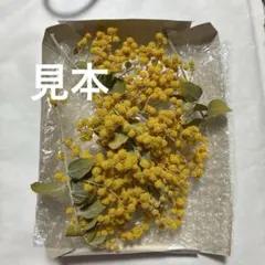 2026年 フレッシュミモザ 小型ダンボール1箱590円 - メルカリ