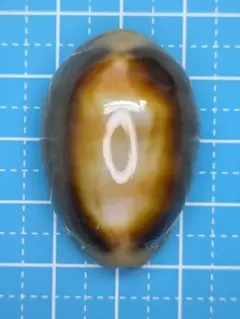 貝殻標本、タカラガイー84