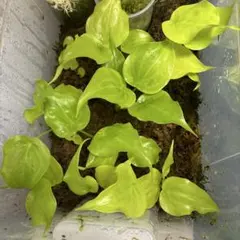 ぅち様 リクエスト 2点 まとめ商品