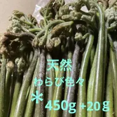 わらび　天然　わらびが大好きな方お試し下さい　わらび色々　超極太あります