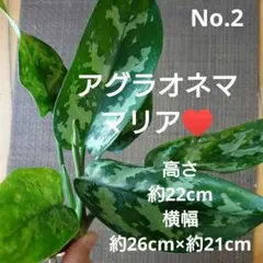 2025年最新】アグラオネマの人気アイテム - メルカリ