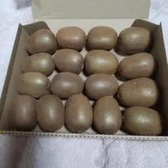 キウイフルーツ⑯ヘイワード1.3kg 17個