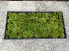 山苔のサムネイル