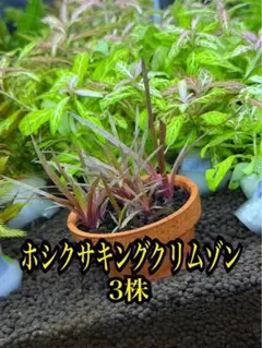【超希少】 楽天市場】（水草）ホシクサsp．クチ（水中葉）（無農薬）（1株 ホシクサ・クチホワイト　中株（6株以上）　おまけ付き　スネールなし 水草