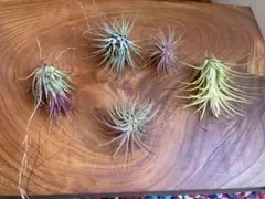 ドドシュカ様 リクエスト 2点 まとめ商品