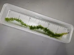 2025年最新】新発売らくらくメルカリ便ネコポス送料210円込みの人気