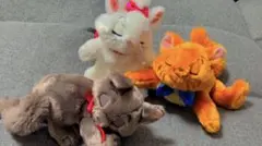 ビンテージ おしゃれキャット ぬいぐるみ 5匹 - メルカリ