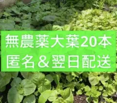 ネコポス】訳あり大葉抜き苗 20本セット 中苗 - メルカリ