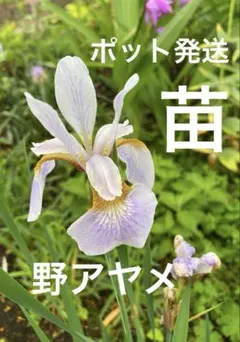 アヤメ 青＆白 抜き苗（土・ポットなし） コンパクトボックス発送