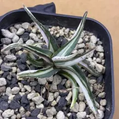 2025年最新】アガベ 氷山の人気アイテム - メルカリ