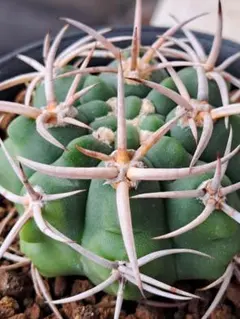 サボテン　ギムノカリキウム 碧岩玉のサムネイル