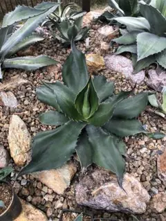 2025年最新】クレイジーホース アガベの人気アイテム - メルカリ