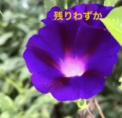 濃い紫色朝顔の種10粒　アサガオタネ　目隠しカーテンエコフェンスグリーンカーテンのサムネイル