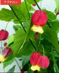 2025年最新】アブチロンの苗の人気アイテム - メルカリ