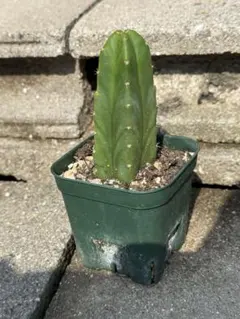 Trichocereus pachanoi トリコケレウス・パチャノイ A - メルカリ