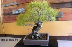 鉢ごと発送 真柏 糸魚川真柏 中品 盆栽 インテリア BONSAI 送料無料