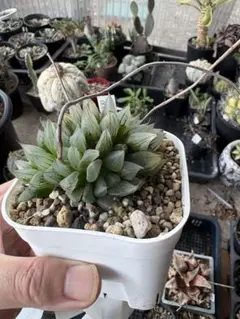 하오키아 (Haorchia), 투명한 잎을 가진 다육식물, 흰색 돌연변이, 식물 1개, 분리