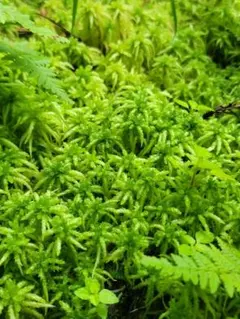 【新鮮】国産生水苔(500g)のサムネイル