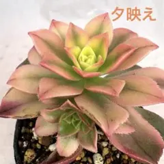 C 蛍光色の夕映え　多肉植物　アエオニウム　7.5cmポット抜き苗　寄植え