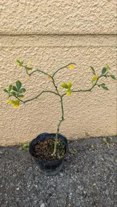 からたち（枳殻）の苗木300本セット　農薬不使用　実生苗 からたち（枳殻）の苗木300本セット農薬不使用 実生苗