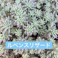 セダム　ルベンスリザード１パック分　カット苗　多肉植物