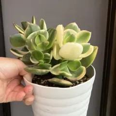 2025年最新】金のなる木の人気アイテム - メルカリ