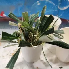 かりめろ様 リクエスト 2点 まとめ商品