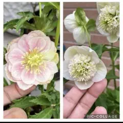 roroco11様 リクエスト 2点 まとめ商品