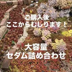 紅葉真っ盛り！虹の玉入り　超大容量！セダム詰め合わせ