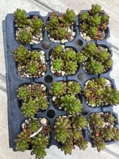 多肉植物 セダム レッドベリー 抜き苗 3苗セット1 - メルカリ
