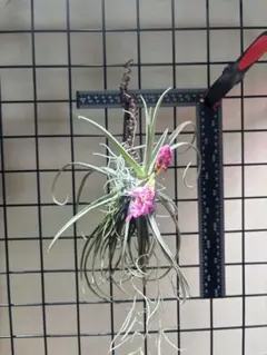 チランジア テクトラム エアープランツ 観葉植物 コルク着生 - メルカリ