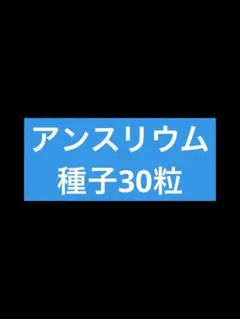 アンスリウム種子30粒⑦のサムネイル