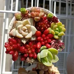 多肉植物　ちまちま寄せセット　寄せ植えセット　カット苗