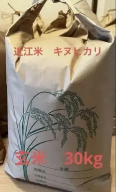 キヌヒカリ 古米 30kg 令和6年産　送料込 令和6年滋賀県産きぬひかり玄米30kg