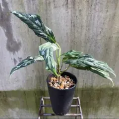 2026年最新】ピクタム アチェの人気アイテム - メルカリ