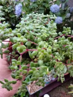 紅稚児 多肉植物 抜き苗 - メルカリ