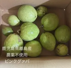 沖縄県産 グアバ(赤・白) B品約2.5kg【常温便】⑫ - メルカリ
