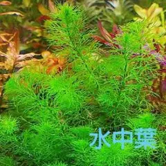 nono様 リクエスト 2点 まとめ商品