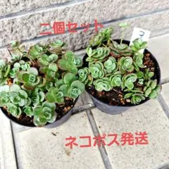 ③ライムジンガー　多肉植物詰め合せセットカット苗。寄せ植えセット。多肉弁当