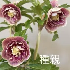 クリスマスローズ 種 ミスティークdd 大木ナーセリー 3粒 - メルカリ