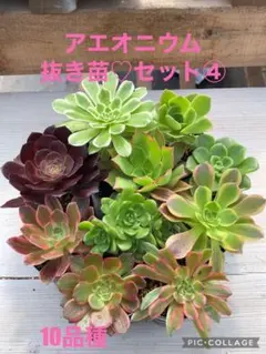 しなもん様 リクエスト 3点 まとめ商品