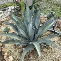 アガベ　スノーグロー　抜き苗　メルカリ便で発送　ドライガーデン 2025年最新】アガベ スノーグローの人気アイテム - メルカリ