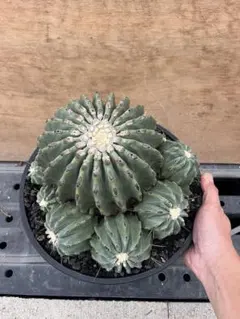 2025年最新】金冠竜の人気アイテム - メルカリ